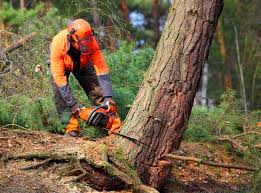 Best Lot and Land Clearing  in Otis Orchards East Farms, WA