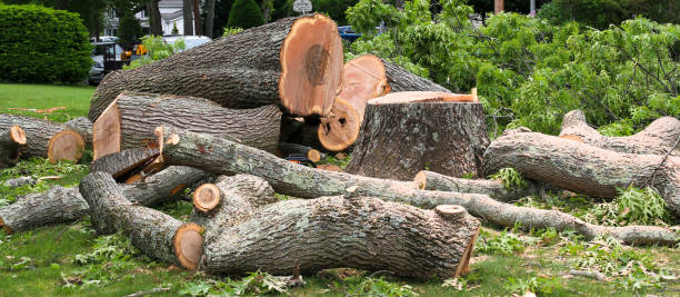 Best Tree Risk Assessment  in Otis Orchards East Farms, WA